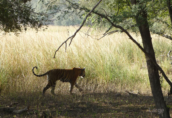 Sawai Medhopur